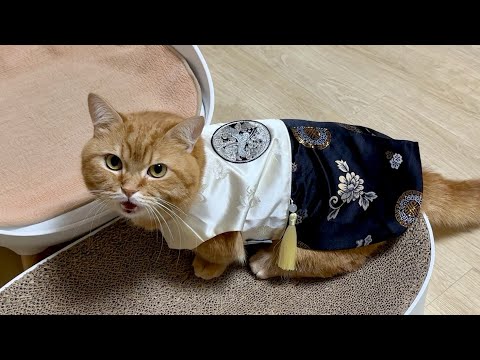 내가 바로 K-호냥이다! 추석맞이 알콩달콩 덕배네 브이로그