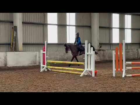 6y old Orestus VDL x Lux Z mare - Image 2