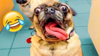 Best Animal Videos 2023 😇 - Funniest Dogs 🐶 And Cats 😺