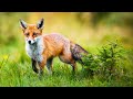 Pine Forest Foxes and Piano with Birds Singing - Relaxing Music for Stress Relief and Meditation
