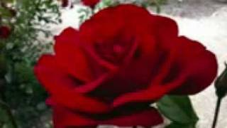 grupo ladron)(**mi castigo fue tu amor***