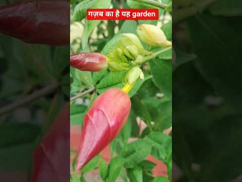 beautiful flowers in cubbon park#gardening #nature #cubbonpark #flowers