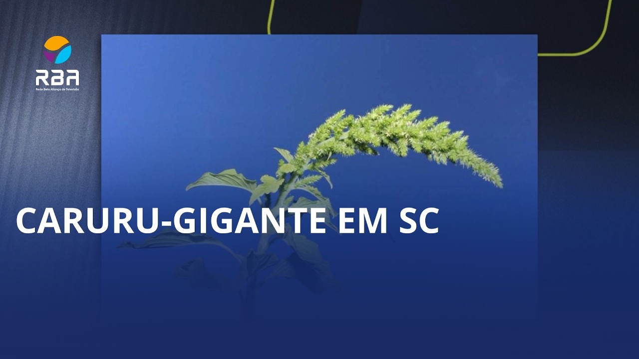 Caruru-gigante em SC