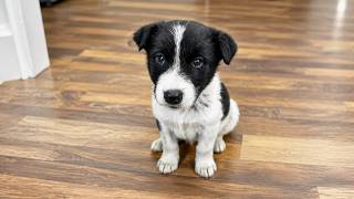 Abandoned Puppy was Homeless for Christmas: What Happens Next Will Melt Your Heart
