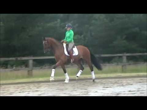 Maximus 3j. Wallach Metall- Lauries Crusador