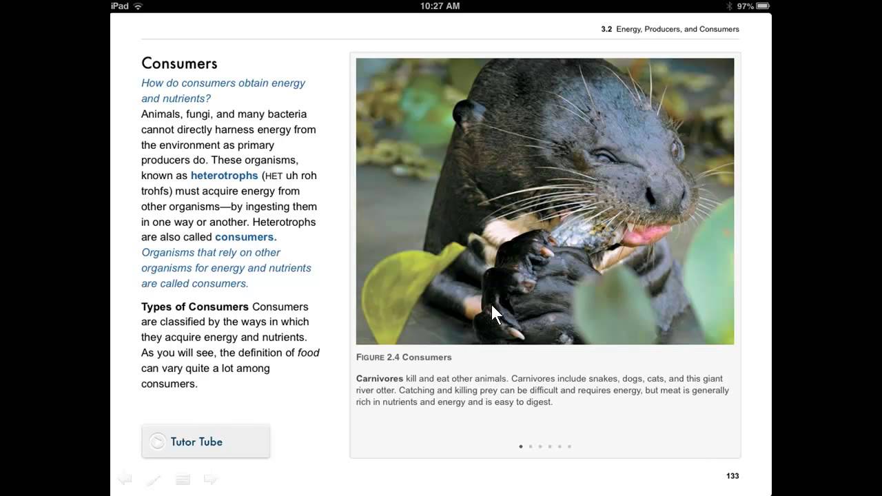 3 2 Energy Producers and consumers pptx