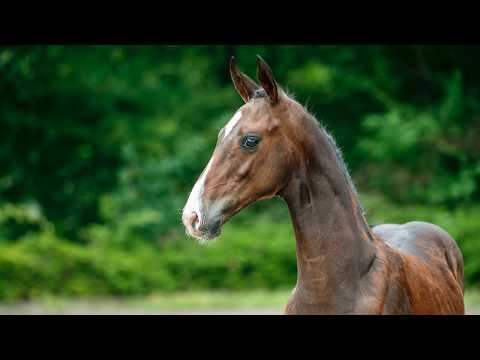 HF  v.  Belantis - Feedback