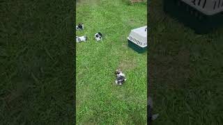 Havanese Puppies Videos
