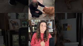 Nunca Abrace um Cachorro Desconhecido Tenha Cuidado