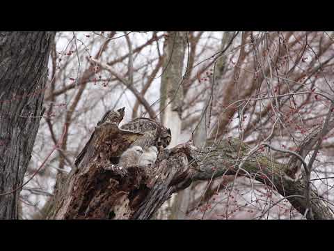 Female Great Horned Owl feeding her 3 Owlets