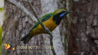 Download lagu Thanh Tước | Chloropsio Aurifront - Loài Chim có ngoại hình đẹp - Siêng hót mp3 Download lagu Thanh Tước | Chloropsio Aurifront - Loài Chim có ngoại hình đẹp - Siêng hót mp3
