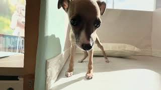 イタリアングレーハウンドの動画01