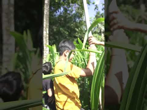 kejar layangan cotek sangkut di pohon kelapa #layangansangkut