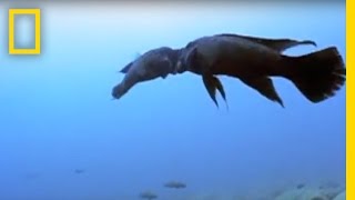 Fish Fight! | National Geographic