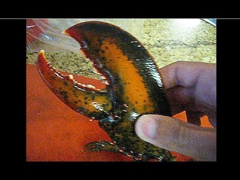 Lobster claw anatomy