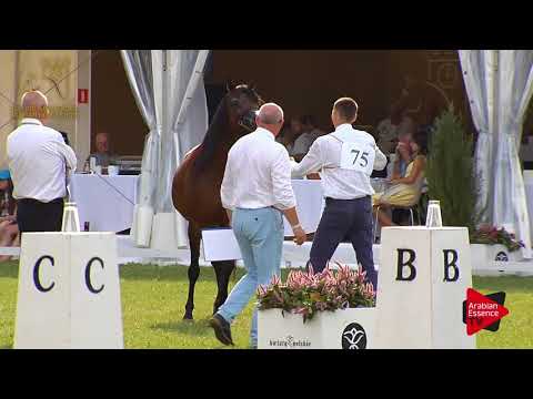 N.75 EMANDILLA - 2017 Pride Of Poland - 7/10 Years Old Mares (Class 8)
