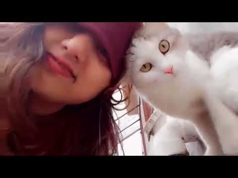 Cat House at IMF Animal Shelter House Sialkot