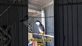 Download lagu kutilang batik gacor, mp3