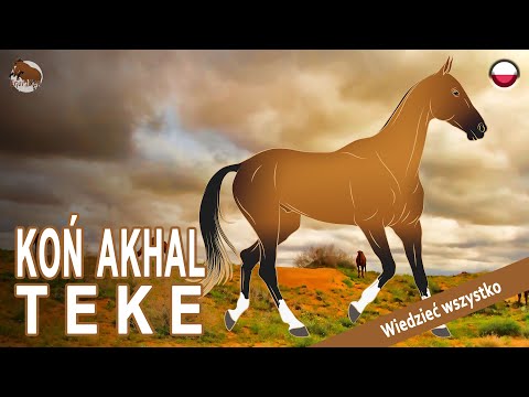 , title : 'KOŃ AKHAL TEKE, jeden z najtrwalszych koni na świecie, RASY KONI'