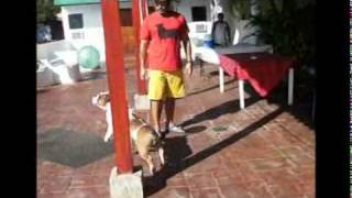 preview picture of video 'Titán, the bulldog from La Joya, Meanguera Island'