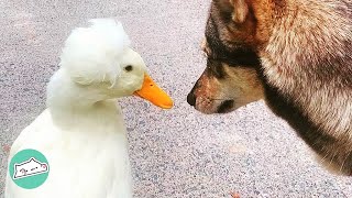 Girl Rescues Duck and She Becomes Her Favourite Pet | Cuddle Ducks