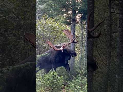 INSANE BULL MOOSE ENCOUNTER!! #bullmoose #viral #wmfilmz #Closecall