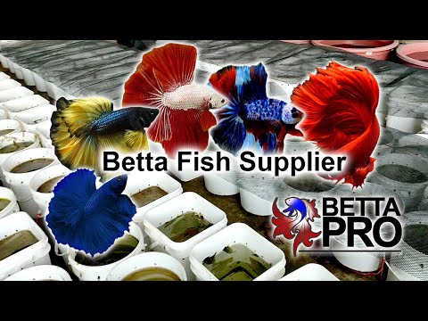 Wholesale Betta Fish Supply – 10,000 Bettas Weekly! | Betta Pro Thailand