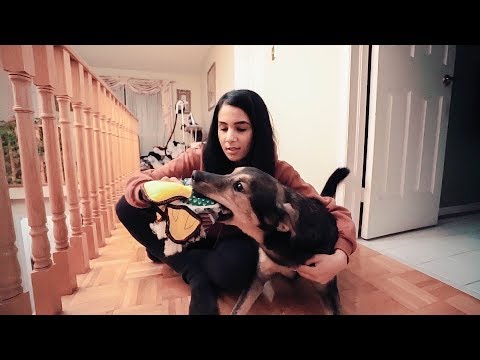 I Might Have To Give My Dog Away...