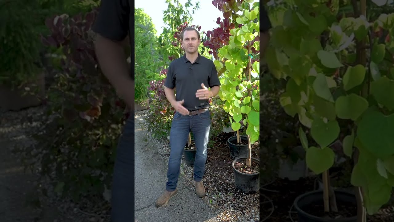 Tree & Shrub Planting