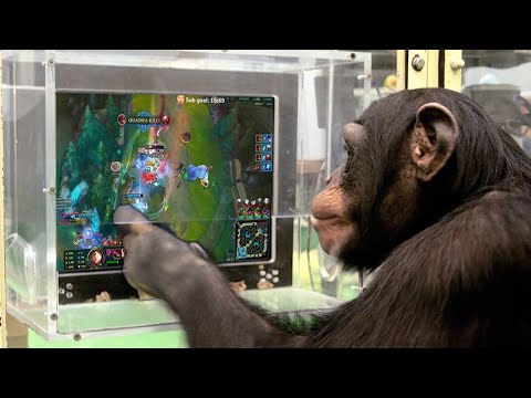 RIOT HAD ACTUAL APES PLAY LEAGUE FOR THIS EXPERIMENT (WTF)