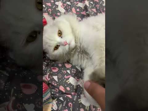 Me vs cat Part 1❤️#trending #viral #youtubeshorts #cats #catshorts #funnycats #cutecat #funnyanimals