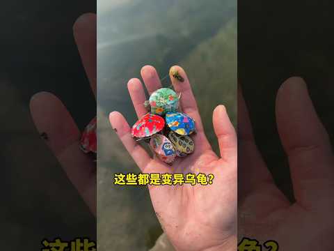 🐢 I Found Baby Turtles in Water… What Happened Next Will Shock You!