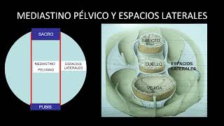 Anatomía de la pelvis - Anatomía