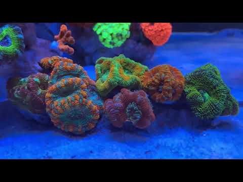 Achi Tang - Marine Aquarium
