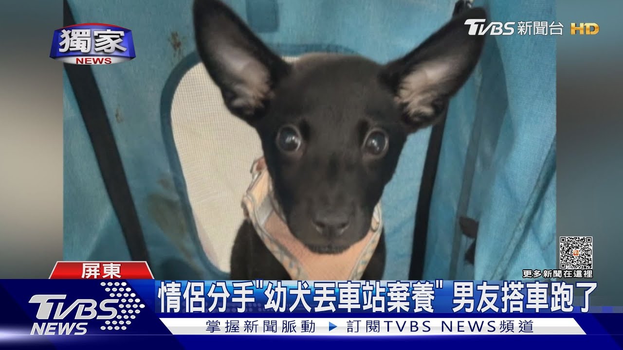 毛小孩受罪！情侶分手「幼犬丟車站」　男友搭車跑了