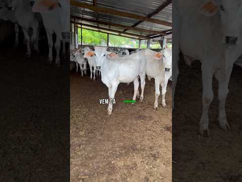 HOJE É DIA DE TENTAR CHAMAR ATENÇÃO DOS BOIS EM CONGONHAL MINAS GERAIS #humor