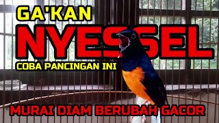 Download lagu GA'KAN NYESSEL‼️ Pancingan Ini Dicoba, Murai Diam Berubah Gacor mp3