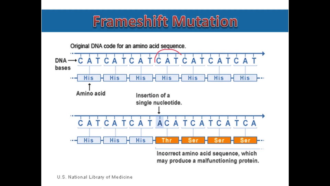Frameshift Mutations