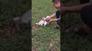 Video preview image #1 Shih Tzu Puppy For Sale in Weston, FL, USA
