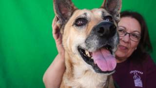 A4194453 Rainbow | German Shepherd