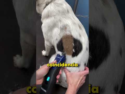 Qué escondía este perro? 👀