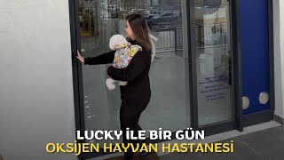 Oksijen Hayvan Hastanesi’nde Lucky ile bir gün🐶 #hayvanhastanesi #pets