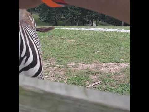 Dahlonega zoo zebra(1)