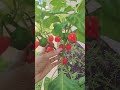 Dilco Plantation Pvt Ltd S 8 Plant Plantation Agriculture