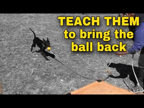 Bring the ball back. Teach them a toy retrieve.