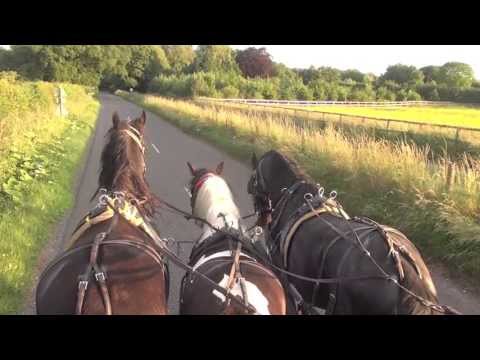 1 mare and 2 stallions together for first time as a trandem.