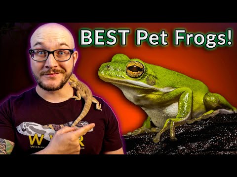 1st YouTube video about how many frogs can live in a 10 gallon tank