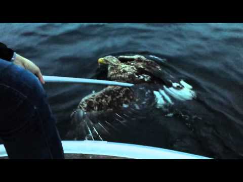 Redningsaksjon havørn, Aure 2015