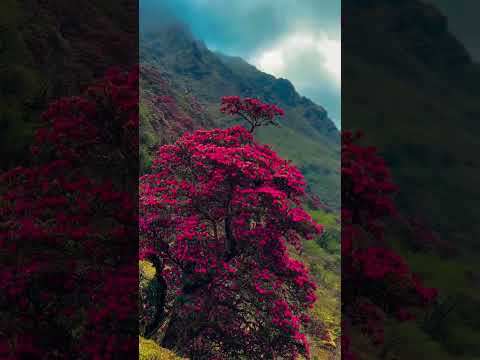 #flowers jihaale Masti Mukund