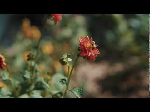 subhan allah flower with a bee